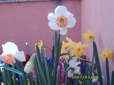narciso_3.jpg