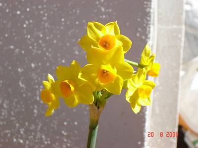 narciso_ca.jpg