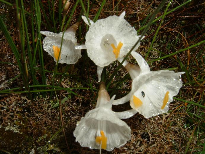 narcisoblanco1.JPG