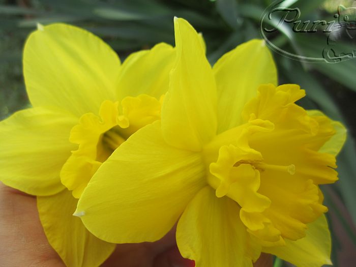 NARCISOS+AMARILLOS+ENERO+2012+(3).jpg