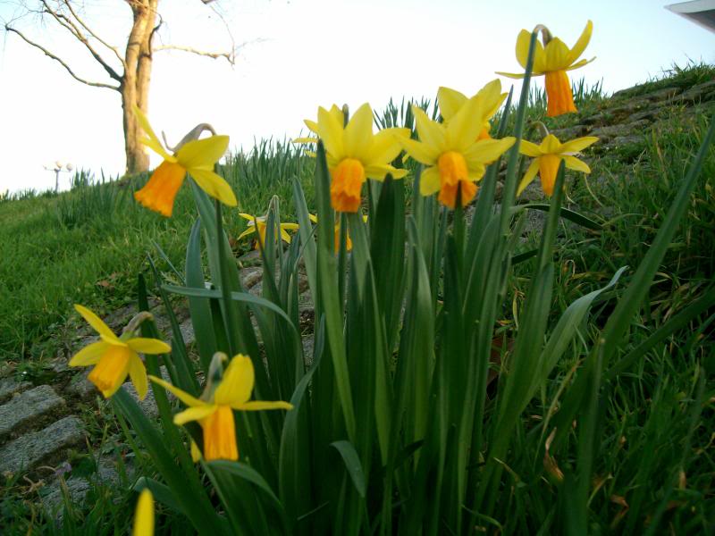 Narcisos.jpg