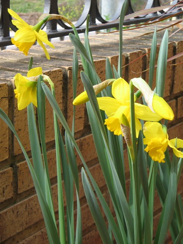 narcisos.jpg