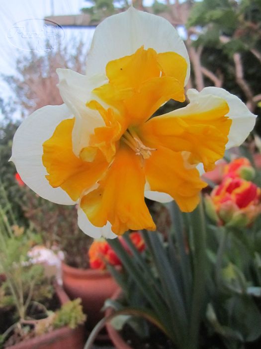 NARCISOS+MARZO+2012+(1).jpg