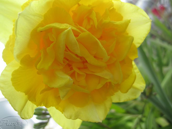 NARCISOS+MARZO+2012+BISS.jpg