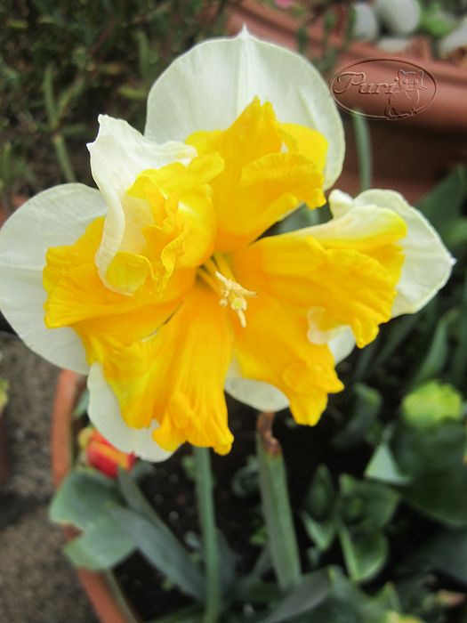 NARCISOS+MARZO+2012+BISSS+(1).jpg