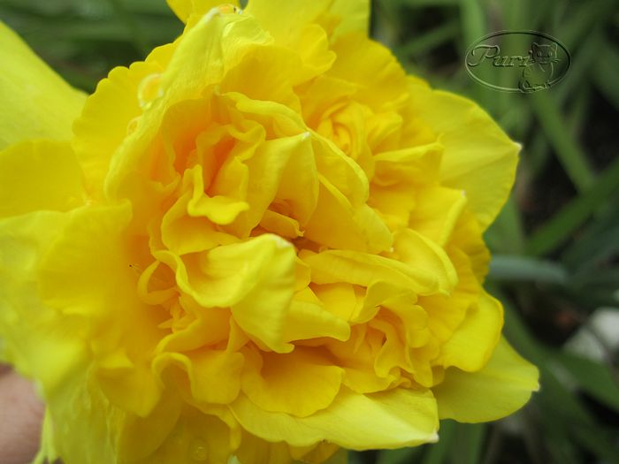 NARCISOS+MARZO+2012+BISSS.jpg