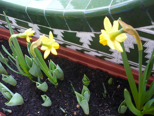 narcisos-trompeteros-amarillos.jpg