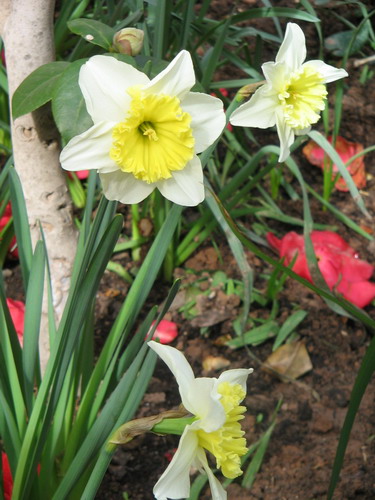 narcisos1.jpg