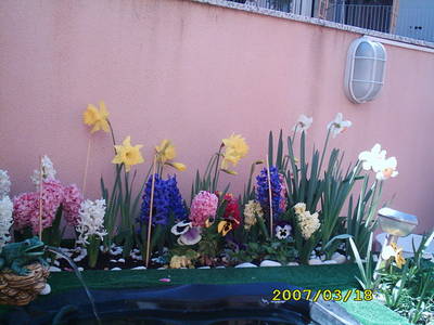 narcisos_2.jpg