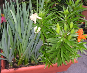 Narcisos_y_Liliums.jpg