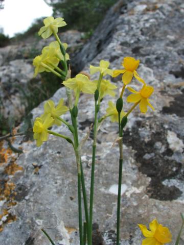 Narcissus%20fernandesii%20%2859%29%20%28Small%29.JPG