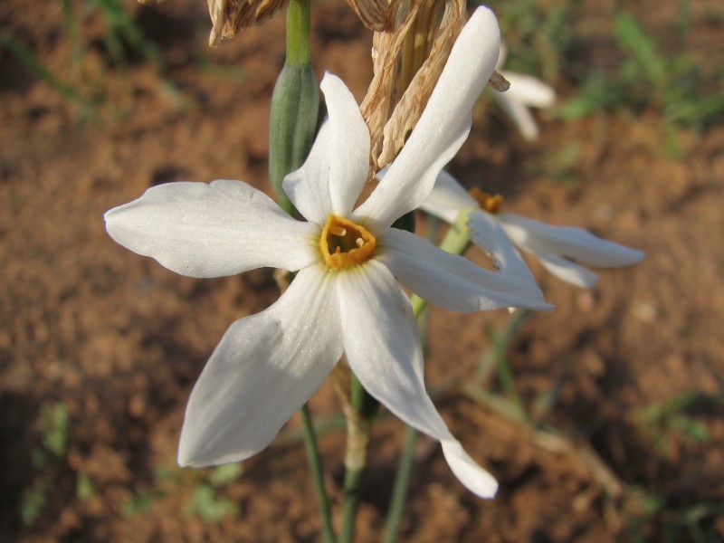 Narcissus%20serotinus.jpg
