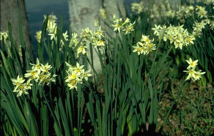 Narcissus%20tazetta%20-%20junquillo%202.jpg