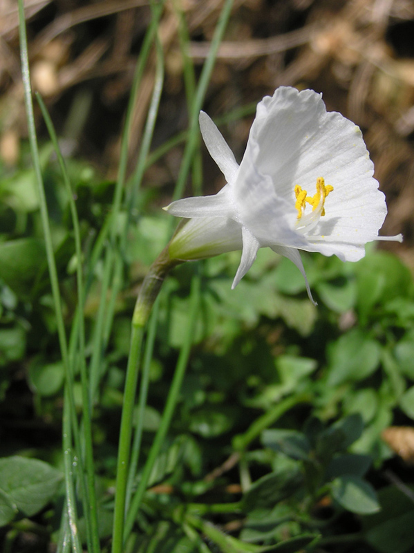 Narcissus-albidus-occidenta.jpg