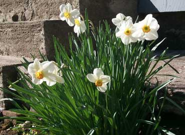 narcissus-blanco-2.jpg
