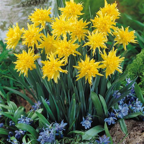 narcissus-rip-van-winkle-%5B2%5D-1128-p.jpg
