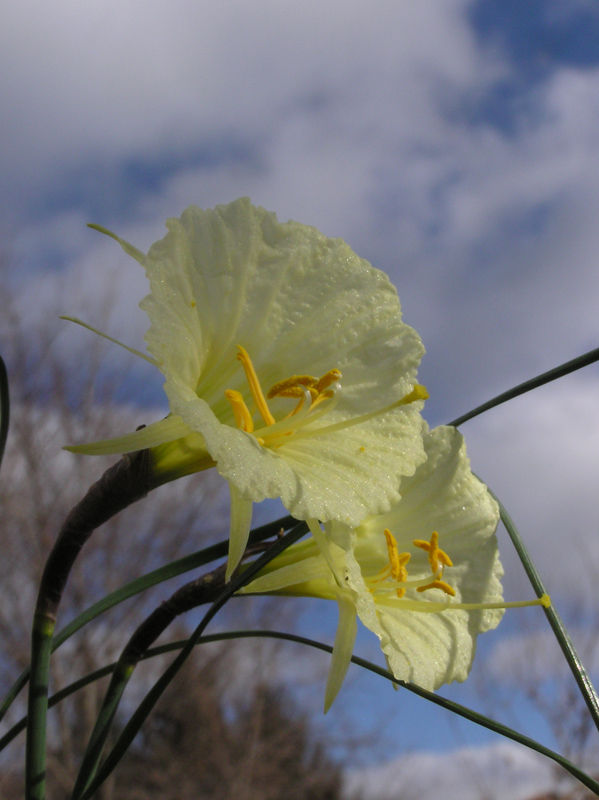 Narcissus-romieuxii.jpg