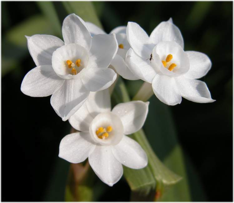 narcissus-tazetta-subsp-tazetta3209.jpg