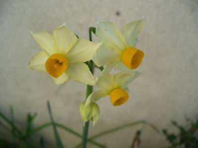 narcissus2_19jan.JPG