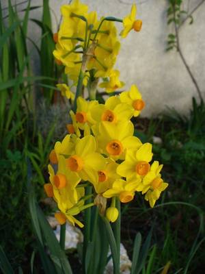 narcissus4_19jan.JPG