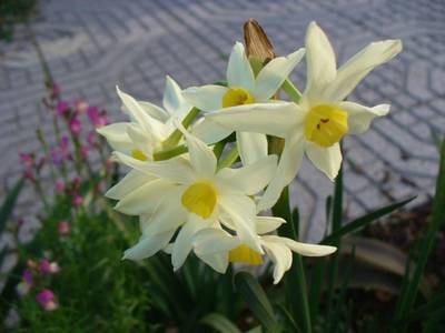 narcissus5_19jan.JPG