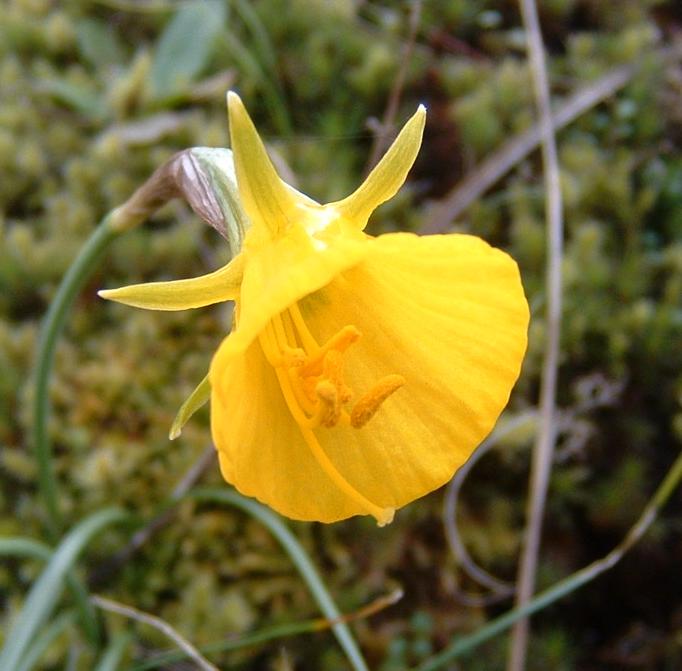 narcissus_bulbocodium.JPG