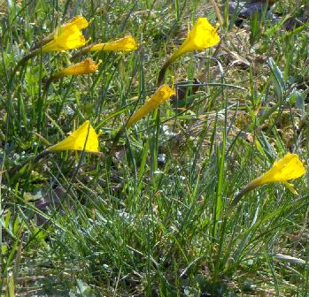 Narcissus_bulbocodium_subsp_bulbocodium.JPG