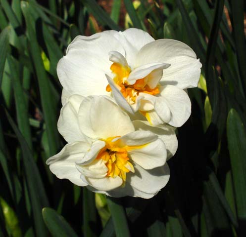 Narcissus_Cheerfulness_Closeup_JAY.jpg