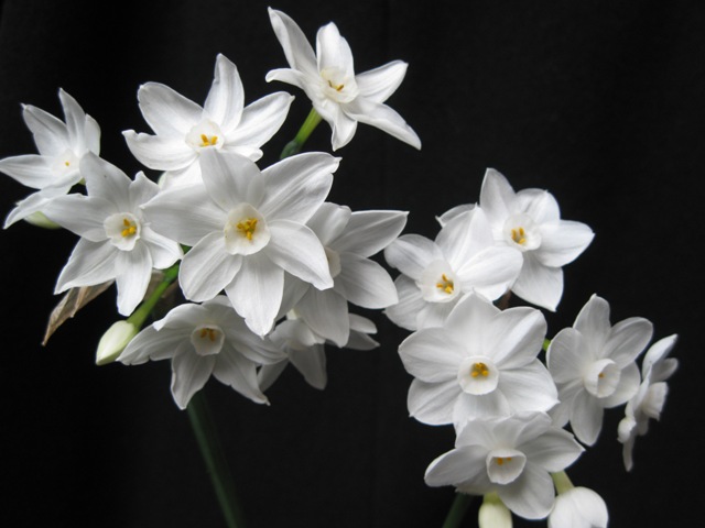Narcissus_papyraceus_forms_AP.jpg