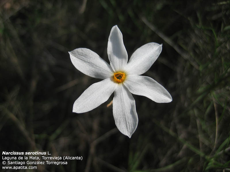 Narcissus_serotinus_3.jpg