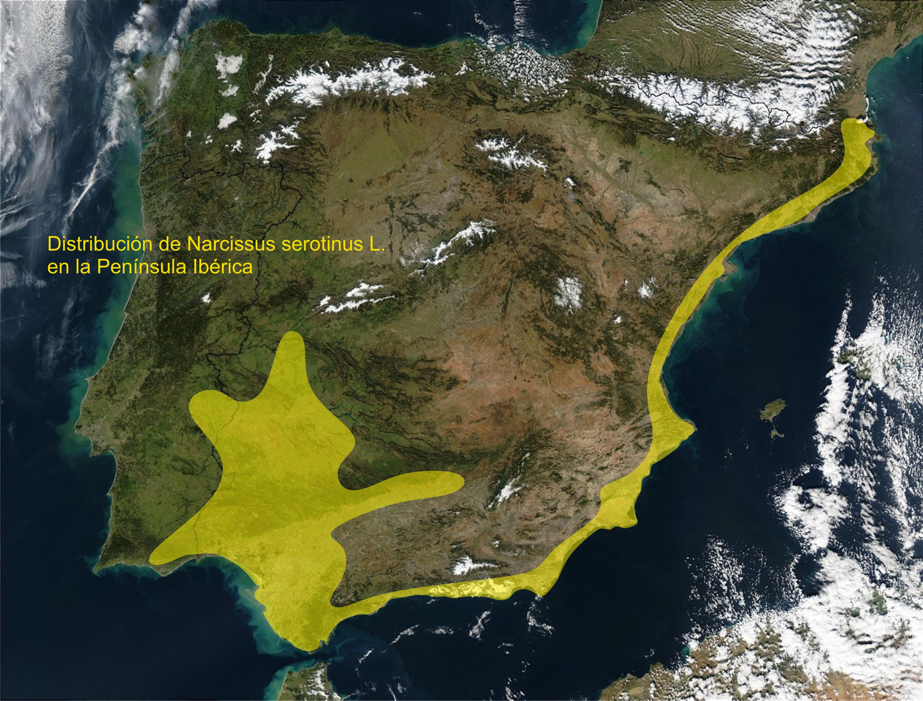 Narcissus_serotinus_distrib.jpg