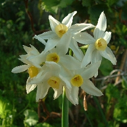 Narcissus_tazetta.jpg