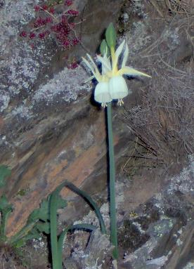 Narcissus_triandrus.JPG