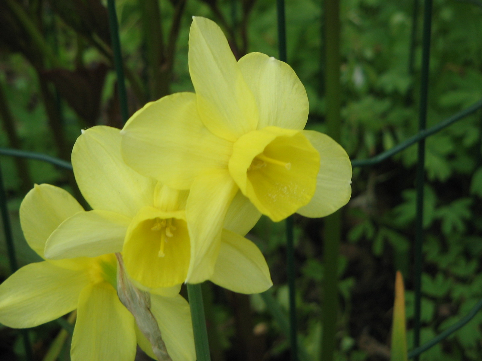 Narcissus_triandrus_cultivar2.jpg