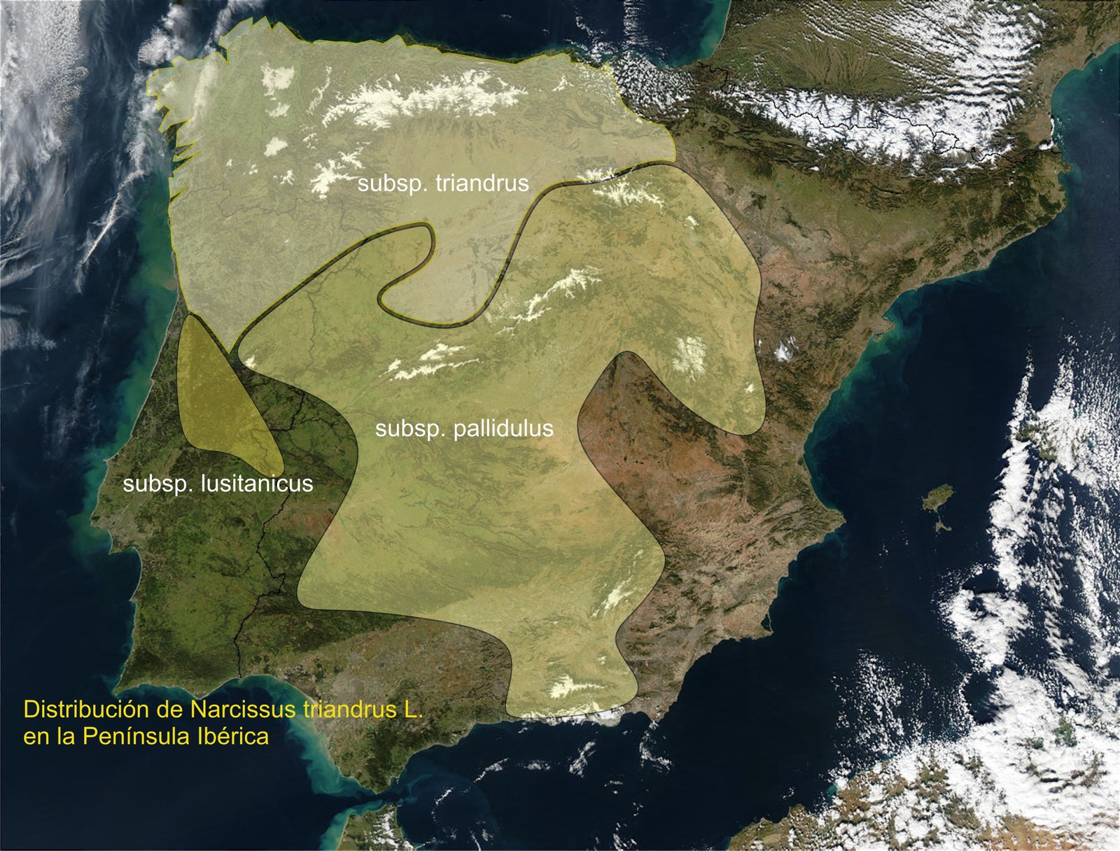 Narcissus_triandrus_distrib.jpg