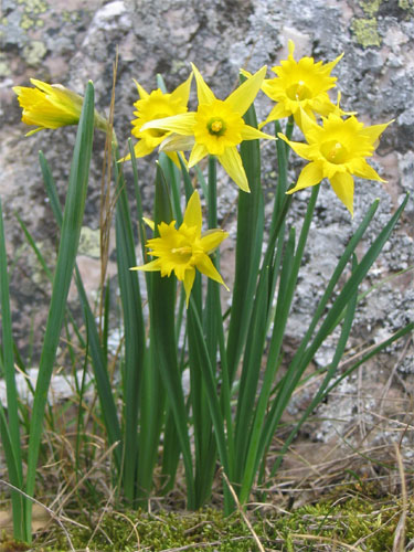Narcissuseugeniae_111a.jpg