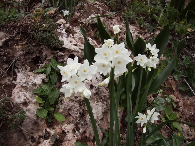 NarcissuspapyraceusAmaryllidaceaeII.jpg