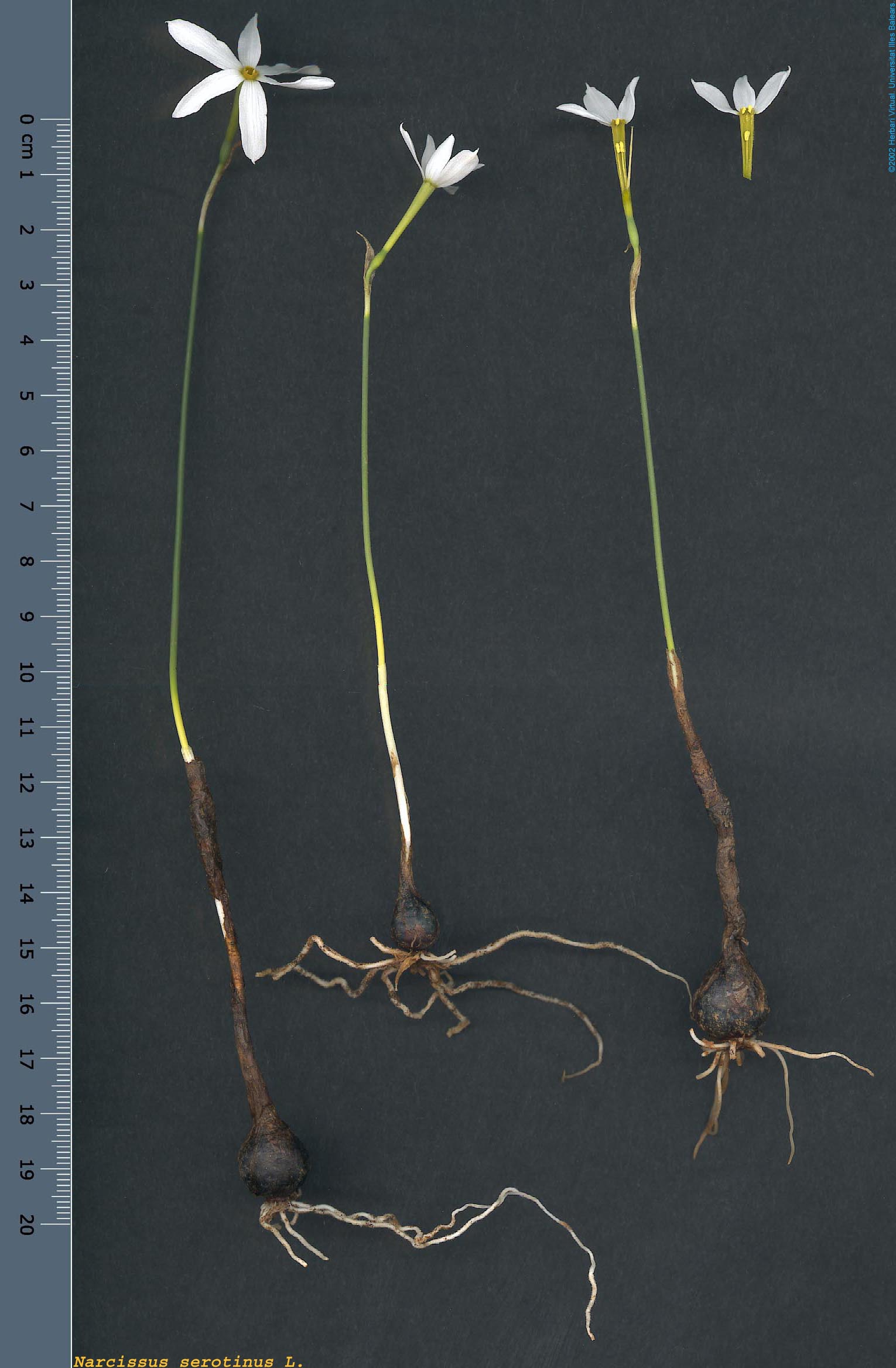 Narcissusserotinus_s.jpg