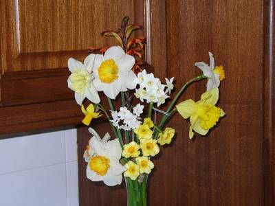 narcisus_26-2.JPG
