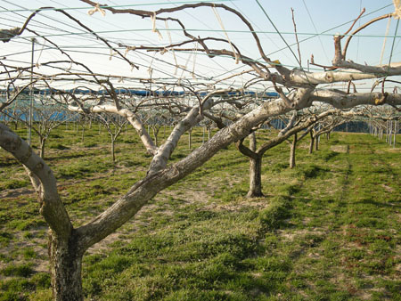 nashi%20trees.jpg