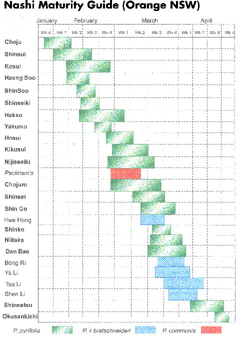nashi-fruit-maturing-guide.jpg