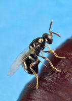 nasoniahembra.jpg