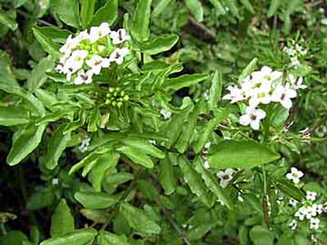 nasturtium-officinale-2.jpg