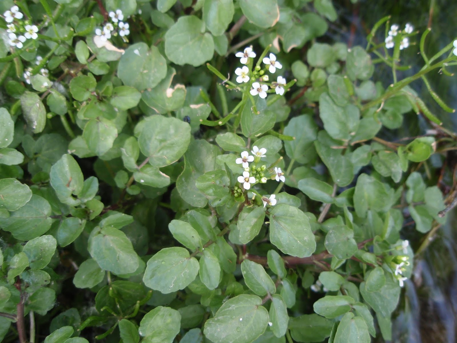 nasturtium+officinale1.JPG
