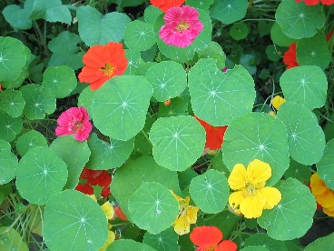 Nasturtiums.JPG