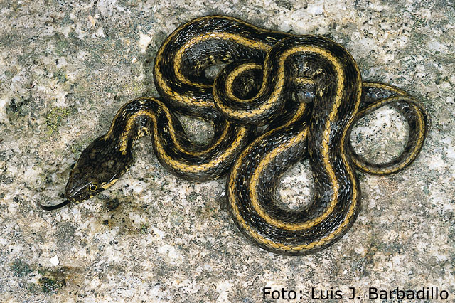 Natrix%20maura.jpg