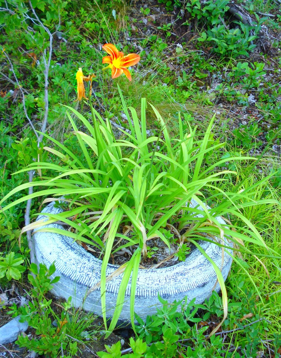 Natural_Planter_by_ChronicGreed.jpg