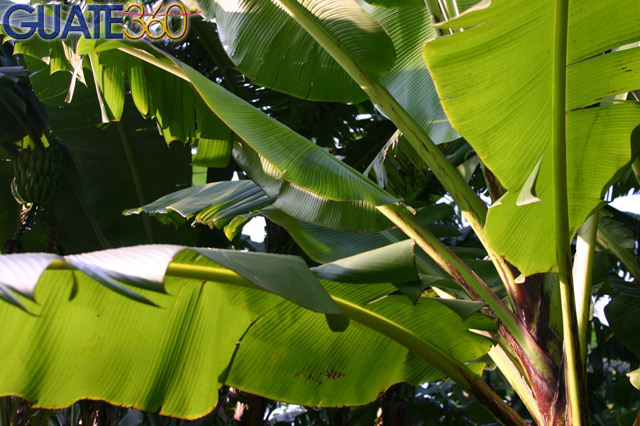 naturaleza-ana-peter04.jpg