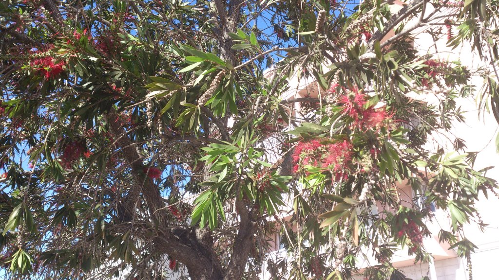 NaturalezaDSC_0008.jpg