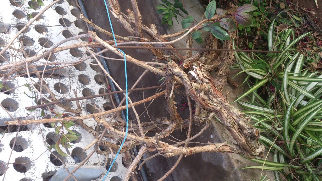 NaturalezaDSC_0013.jpg